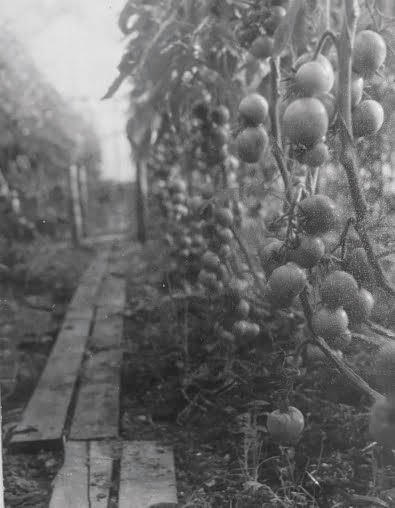 Kuvassa on mustavalkoinen kuva 1950-luvun kasvihuoneesta.