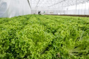 lindrothin-puutarha-valmis7-300x200-1