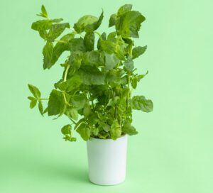 puhtaasti_kotimainen_kauppapuutarhaliitto_kp-9040_web-e1752654900722