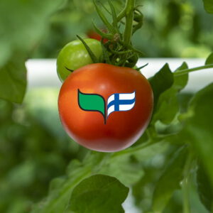 sirkka1-1